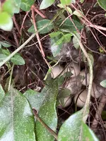 霊夢山見塔寺の写真・動画_image_526121