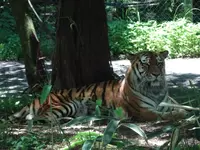 富士サファリパークの写真・動画_image_526605
