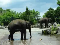 富士サファリパークの写真・動画_image_526606