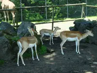 富士サファリパークの写真・動画_image_526607