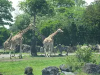 富士サファリパークの写真・動画_image_526608