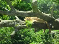 富士サファリパークの写真・動画_image_526610