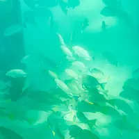 グリーン島の写真・動画_image_527139