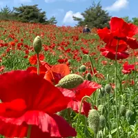 国営昭和記念公園の写真・動画_image_527440