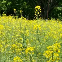 国営昭和記念公園の写真・動画_image_527441