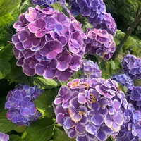 相模原北公園 アジサイ園の写真・動画_image_527516