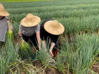 宜蘭農夫青葱体験農場の写真・動画_image_527951