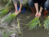 宜蘭農夫青葱体験農場の写真・動画_image_527952