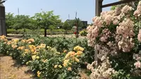 RSKバラ園の写真・動画_image_528127
