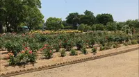 RSKバラ園の写真・動画_image_528129