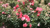 RSKバラ園の写真・動画_image_528130