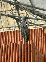 掛川花鳥園の写真・動画_image_531102