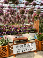 掛川花鳥園の写真・動画_image_531108