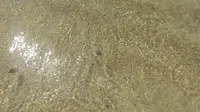 大泊ビーチの写真・動画_image_531282