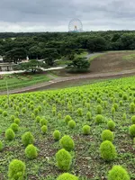 ひたち海浜公園の写真・動画_image_532082