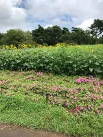 ひたち海浜公園の写真・動画_image_532086