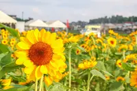 佐倉ふるさと広場の写真・動画_image_533495
