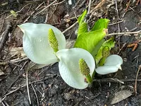 栂池自然園の写真・動画_image_534112