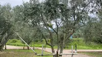 道の駅 小豆島オリーブ公園の写真・動画_image_534565
