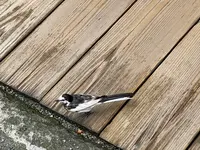 古い町並の写真・動画_image_534695