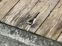 古い町並の写真・動画_image_534696