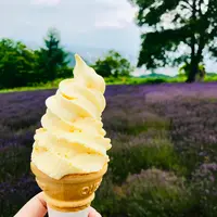 幌見峠ラベンダー園の写真・動画_image_534781