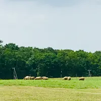 羊ヶ丘展望台の写真・動画_image_534792