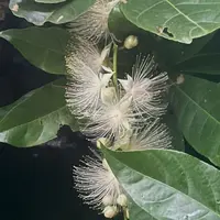 西表島ガイドUMICO Iriomote Guide UMICOカヌー/カヤック＆トレッキングの写真・動画_image_535689