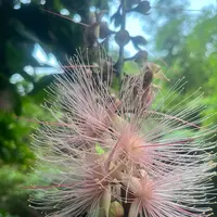 西表島ガイドUMICO Iriomote Guide UMICOカヌー/カヤック＆トレッキングの写真・動画_image_535690