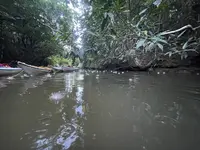 西表島ガイドUMICO Iriomote Guide UMICOカヌー/カヤック＆トレッキングの写真・動画_image_535694