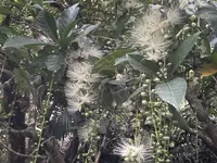 西表島ガイドUMICO Iriomote Guide UMICOカヌー/カヤック＆トレッキングの写真・動画_image_535695
