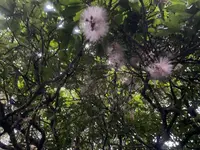 西表島ガイドUMICO Iriomote Guide UMICOカヌー/カヤック＆トレッキングの写真・動画_image_535696
