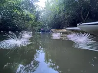 西表島ガイドUMICO Iriomote Guide UMICOカヌー/カヤック＆トレッキングの写真・動画_image_535697