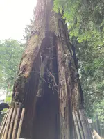 日光東照宮の写真・動画_image_536258