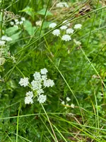旭岳の写真・動画_image_537652
