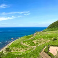 白米千枚田の写真・動画_image_538135