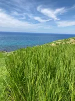白米千枚田の写真・動画_image_538136