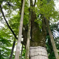 白山比咩神社の写真・動画_image_538177