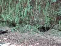 山猪溝原始森林歩道の写真・動画_image_538510