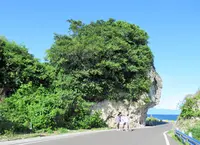 紅番石の写真・動画_image_538537