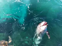 のとじま水族館　の写真・動画_image_539260
