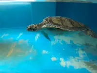 のとじま水族館　の写真・動画_image_539261
