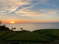白米千枚田の写真・動画_image_539289