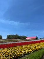 四季彩の丘の写真・動画_image_539923