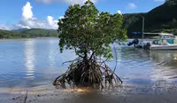 星野リゾート 西表島ホテルの写真・動画_image_540055