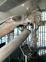 下関市立しものせき水族館・海響館の写真・動画_image_540311