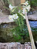 阿智神社の写真・動画_image_541412