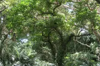 ガンガラーの谷の写真・動画_image_541599
