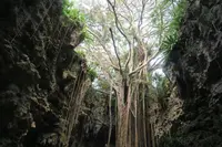 ガンガラーの谷の写真・動画_image_541603