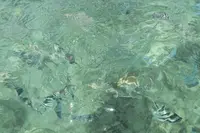 コマカ島の写真・動画_image_541605